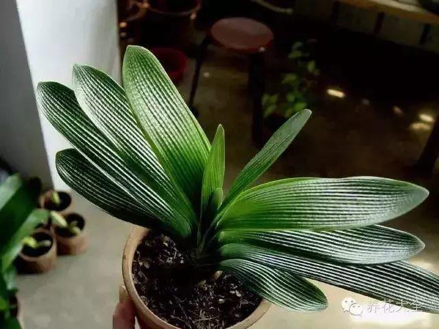 给花敷个啤酒面膜, 叶子3秒变亮