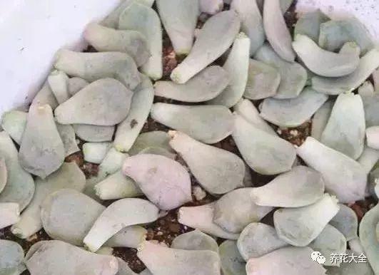 教你几招让多肉起死回生, 冻伤烂根招虫统统都不见!