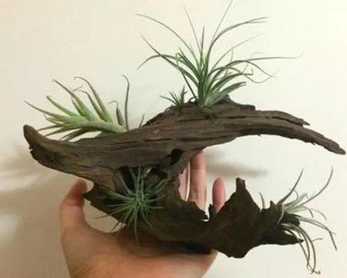 世界上唯一可以在空气中生长的植物, 确定不养起来?