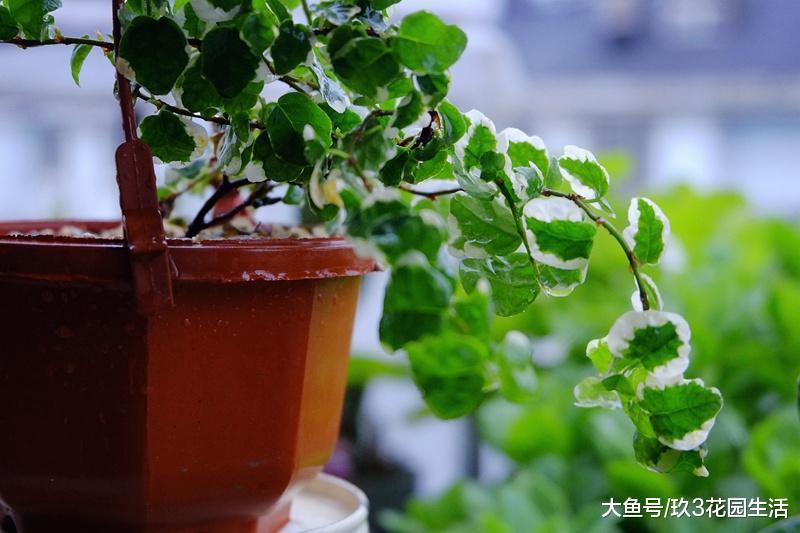 家居养花之净化空气——斑叶薜(bi)荔