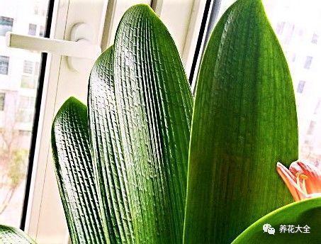 给花敷个啤酒面膜, 叶子3秒变亮