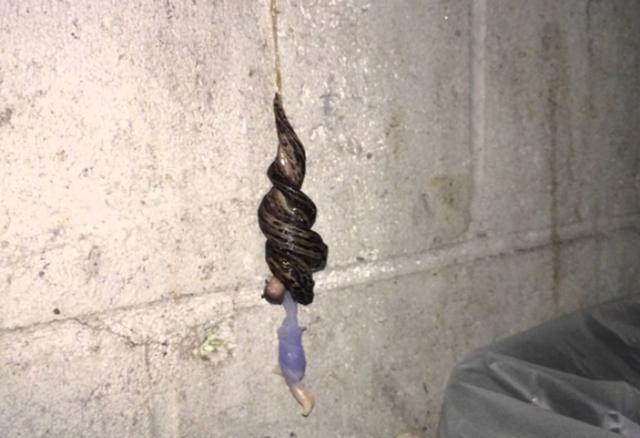 国外小哥墙角发现物体, 仔细一看, 整个人都不好了