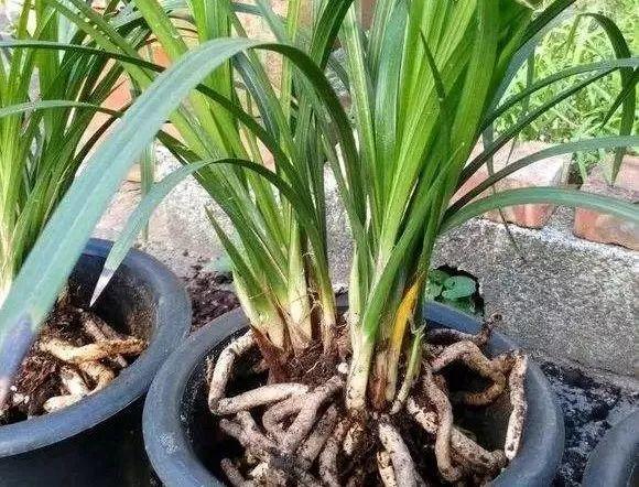 这种超能肥, 农村才有, 给花吃一点, 疯长不停