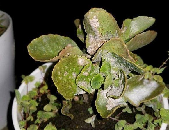 养花养成这熊样儿, 隔壁大爷一看, 笑掉了大牙!