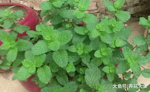 4种性价比超高的花, 不但能赏花还能泡水喝!