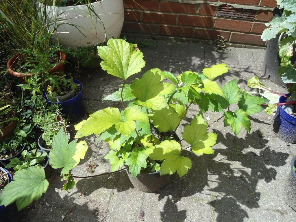 可以长成一片珠宝一般的银莲花, 花茎能够长到1米高
