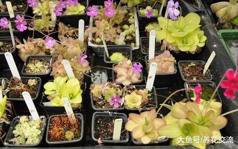 食肉植物还有这么多品种, 指甲大小的食虫草你见过没?