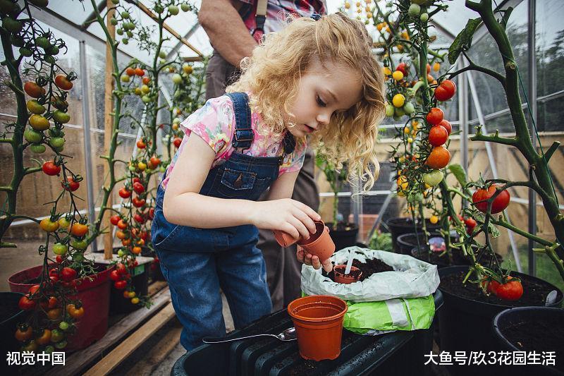 手把手种植出一盆盘中美味——番茄