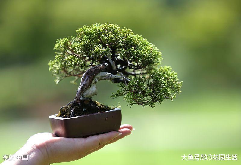 微型盆景中常用的几种类型(一)