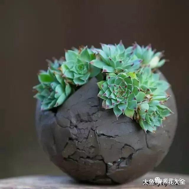 老外也爱上了中国盆景, 养出来的效果一点也不差!