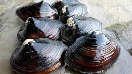 农村人从来都不吃的东西, 在城里的饭店里卖到了好价