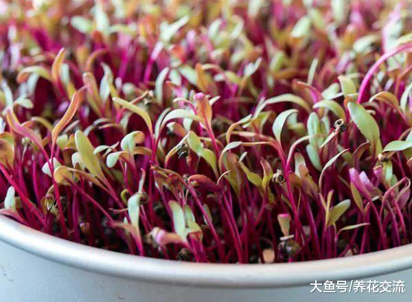 7天种出新鲜诱人的微型蔬菜, 种菜每天浇水就能采摘了