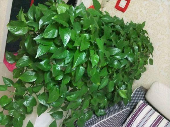 药片扔进啤酒再浇花, 花喝下去猛蹿疯长, 开败的长寿花立马开花!