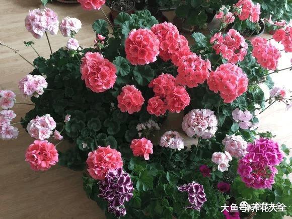 沾土就活的3种花, 给点儿肥, 秒变1米大花球, 养都养不死!