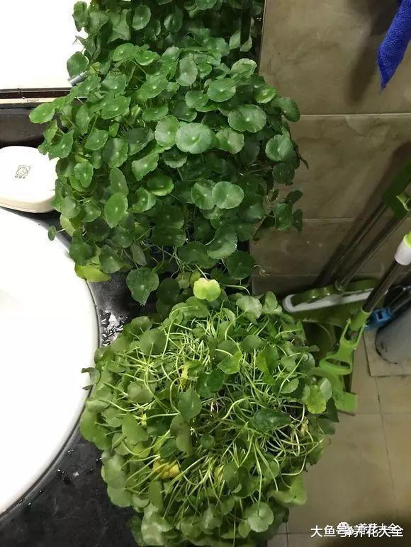 家里的花别乱摆, 摆错了位置, 养一盆死一盆