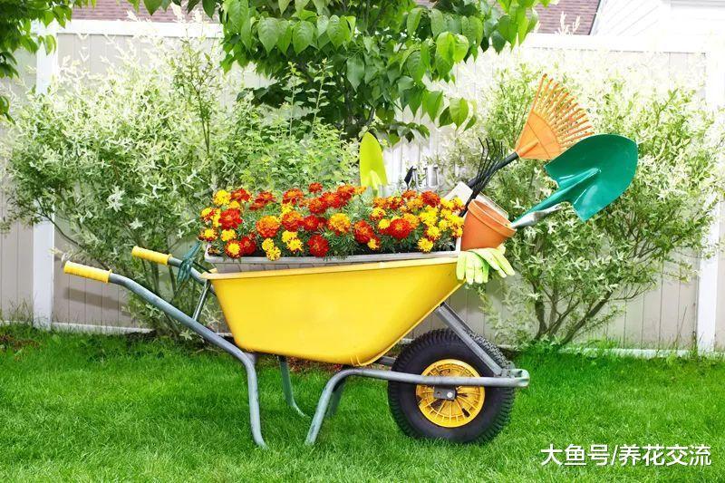 废弃的独轮车养成好看的花坛, 22个创意帮你实现养花梦