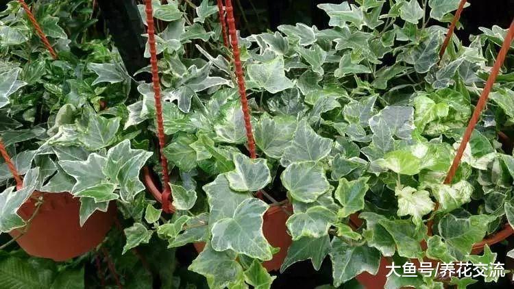 养在室内净化空气很好的十种植物, 还能舒缓压力