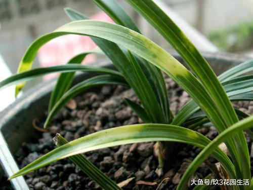 兰花常见的几种栽培形式
