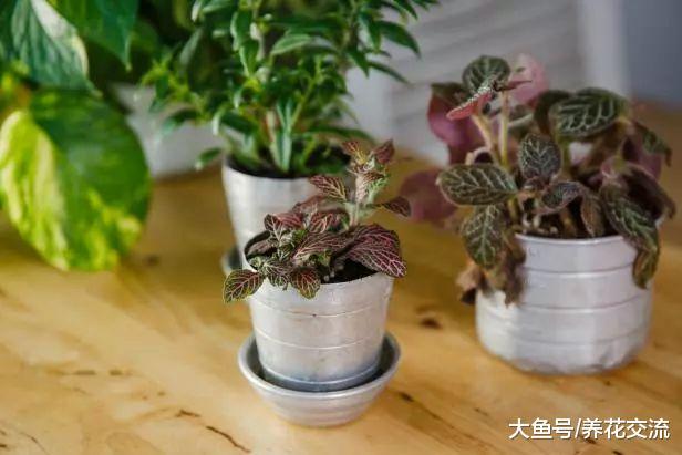 废弃的杂物DIY室内好看的盆栽, 比花高价买的花盆好看十倍