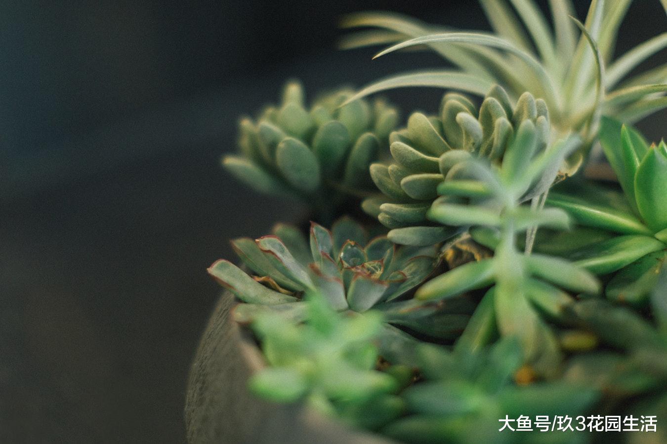 手把手踹你走近多肉植物的世界