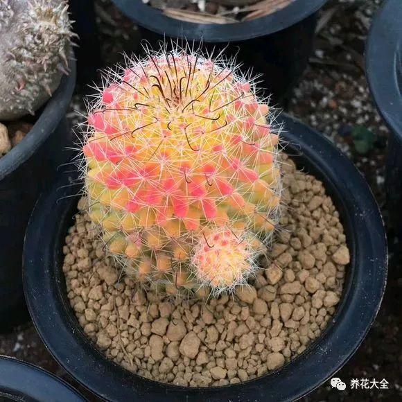 给花做针灸, 花苞咕噜噜冒, 爆盆开不停