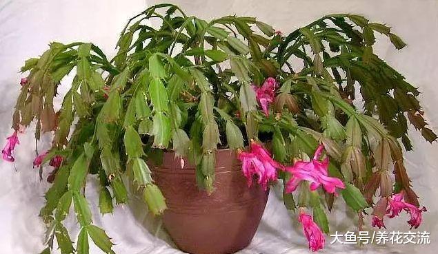 养护蟹爪兰用这些方法, 每年都能开出灿烂的花朵