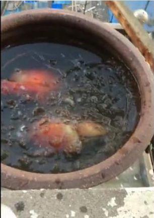 小伙养了一缸金鱼, 早上起来一看, 居然全部都淹死了