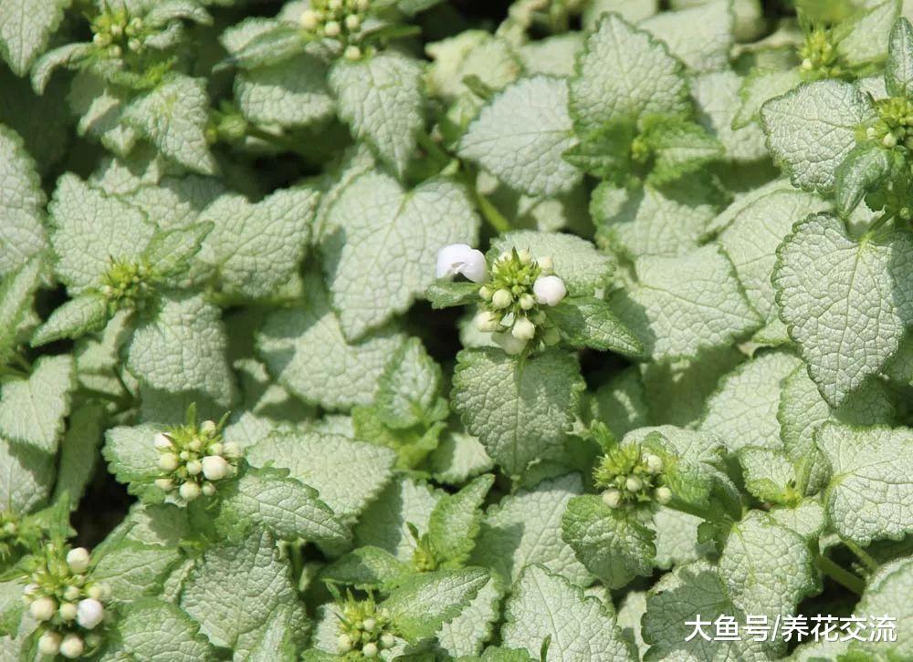 下面这些匍匐在地面生长的植物, 认识一两种就算你厉害了