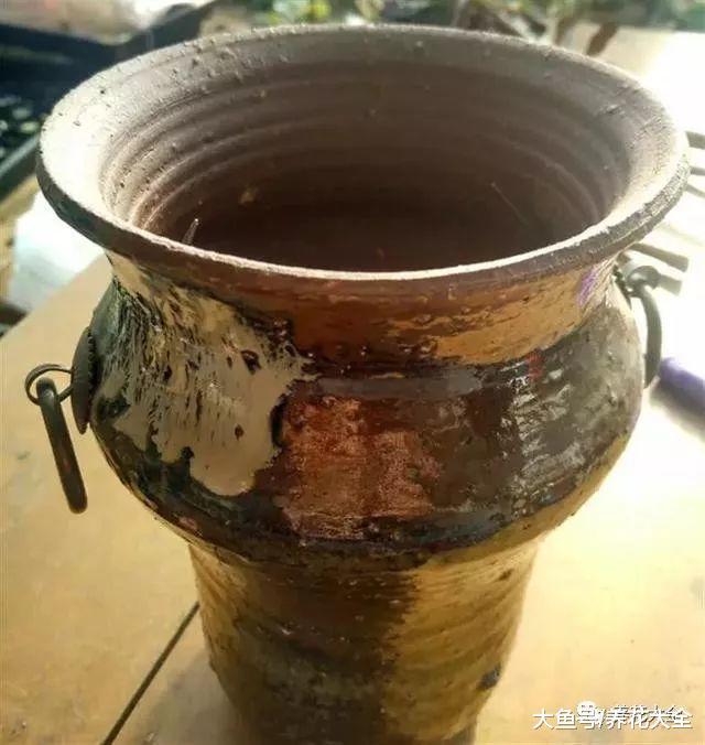 多肉老桩换盆, 只需1根镊子1把毛刷, 茎干越长越壮实!