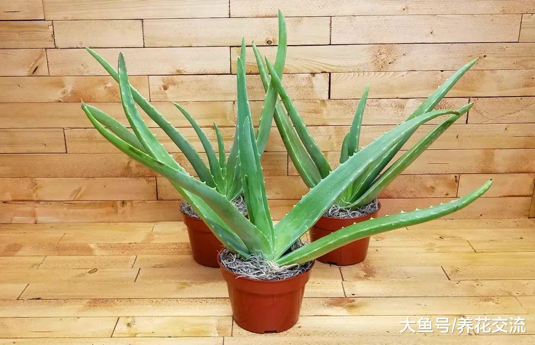 养在室内净化空气很好的十种植物, 还能舒缓压力