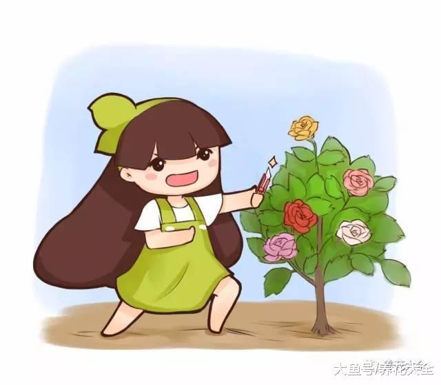 月季扦插方法大全, 只要学会一种, 就不怕没花养!