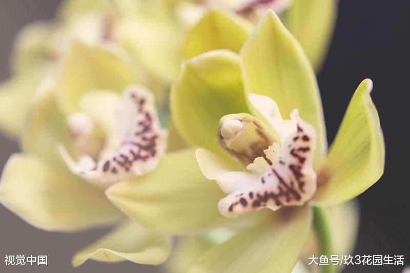 通过调控植物的环境因子去诱导植物开花