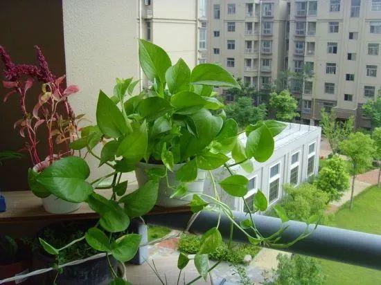 办公桌上摆这盆花, 工作顺利事业旺, 身体健康人气旺!
