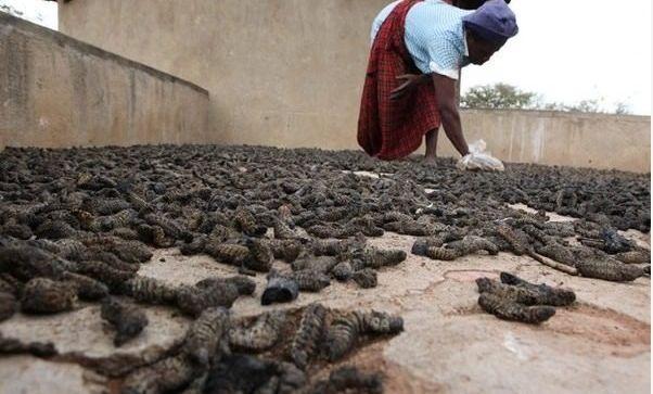 这个地方因为贫穷只能吃这个为生, 游客看到的第一眼就吐了!