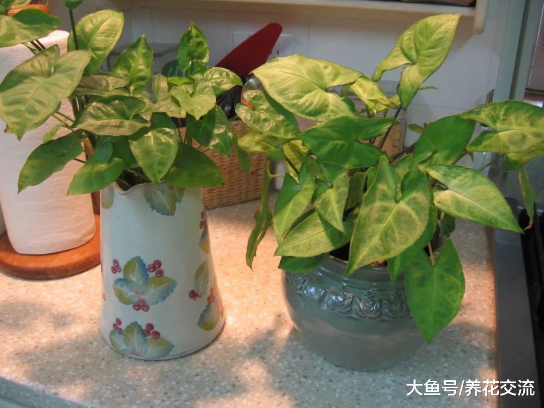 4种在室内遮阴处能生长旺盛的绿植, 净化甲醛就选它们就够了