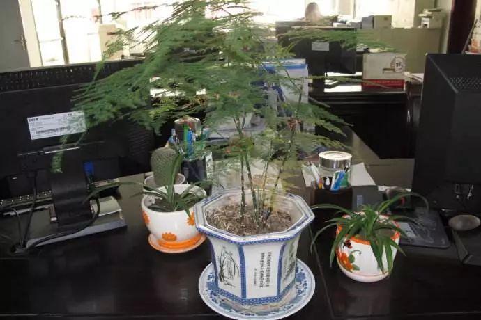 办公桌上摆这盆花, 工作顺利事业旺, 身体健康人气旺!