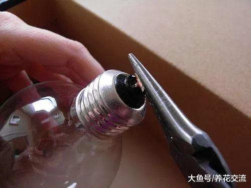 废弃的灯泡DIY一个玻璃植物景观, 变身为上百元的盆景