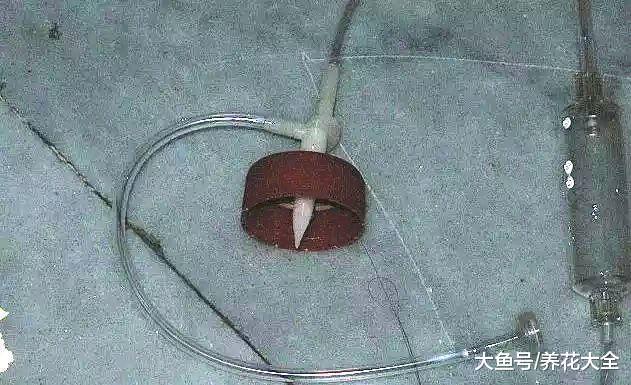 过年回老家, 好久不浇水, 家里的花都长疯了