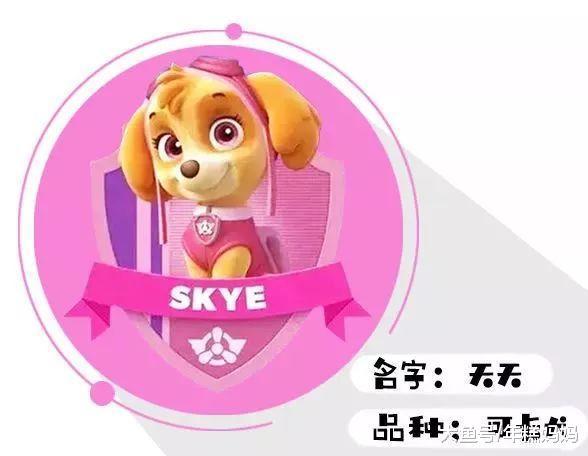 打败小猪佩奇, 晋升宝宝圈第一网红的汪汪队, 到底好在哪里?