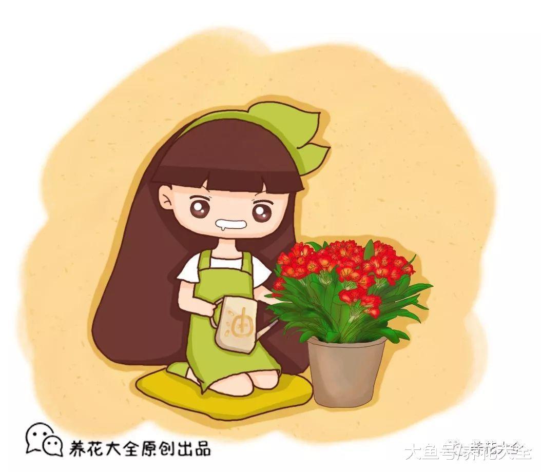 她用1斤油, 把君子兰养成了大白菜