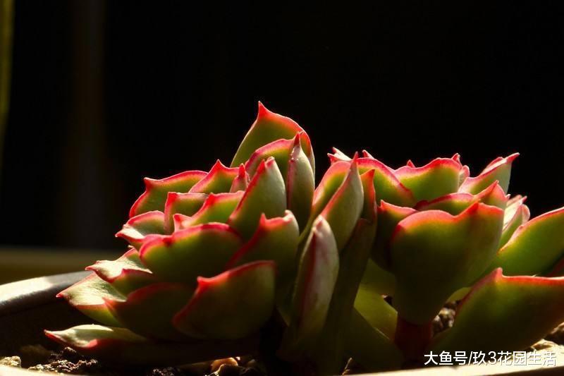家居养花之多肉植物——月光女神