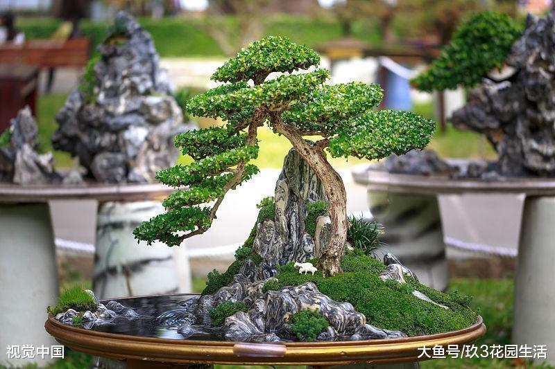 山水盆景中常见的几种表现形式(二)