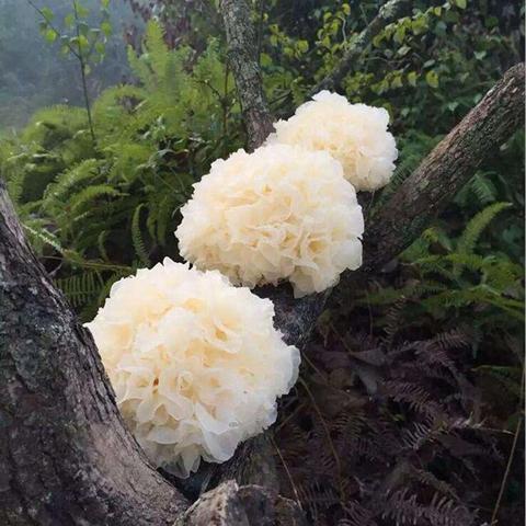 天然滋养“卵巢”的食物, 大姨妈走后女人要多吃点, 滋阴又补血
