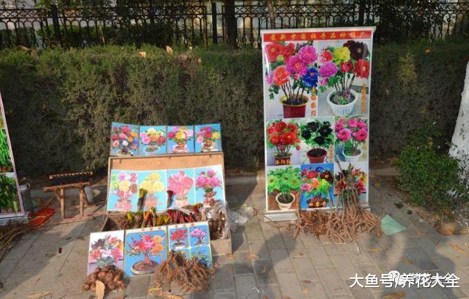 茶花竟是杨树枝, 石蒜冒充牡丹, 花骗子招数大揭秘!