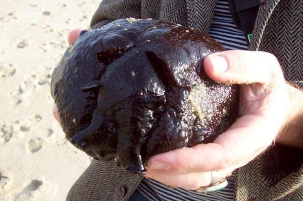 女子海边发现黑紫色团状物, 捡起一看就不高兴了