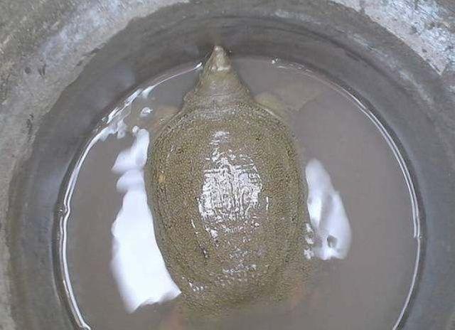农村大哥在干了的池塘抓泥鳅, 不小心踩到一只甲鱼, 乐开花了