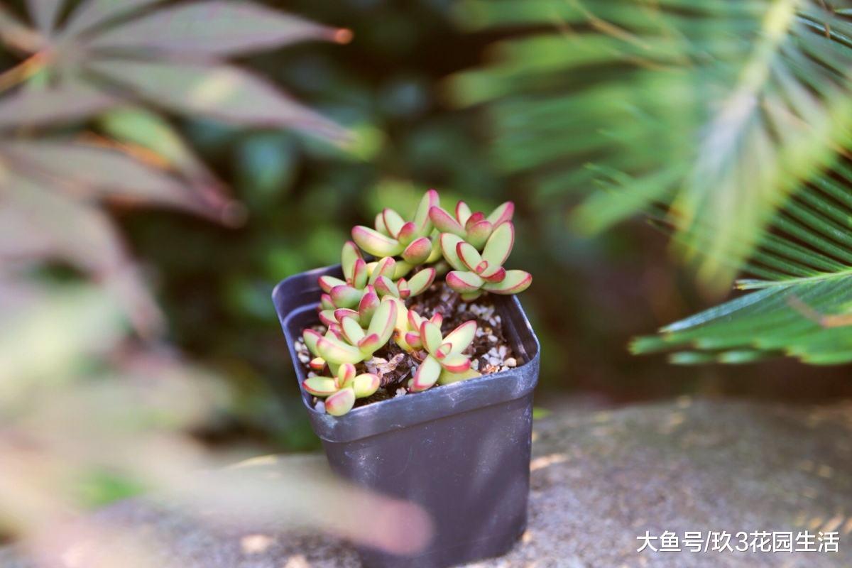 家居养花之多肉植物——小天狗
