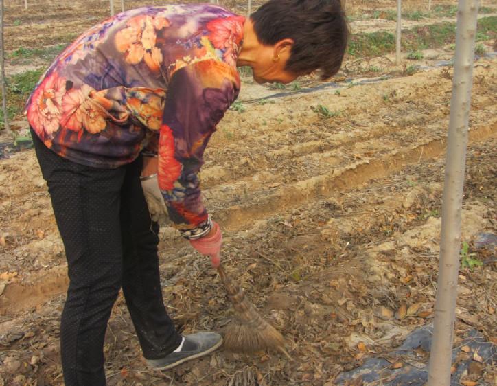 农村大娘地里专找一种“黑豆子”, 一找就是一天, 真的值得吗?