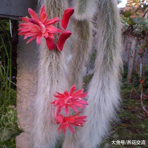 长成瀑布一般花树的蟹爪兰和仙人指, 没想到是用仙人掌嫁接的