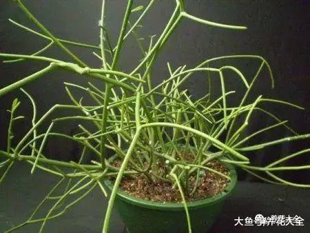 这8这种花不宜在室内养, 微毒小心影响身体!